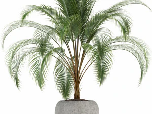 plants collection 103 3D Model