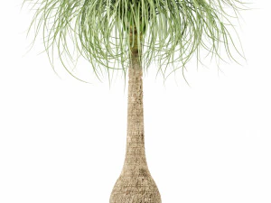plants collection 103 3D Model