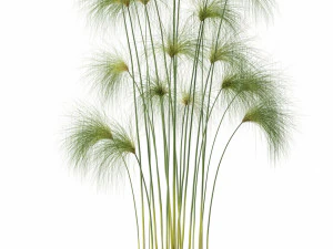 plants collection 103 3D Model