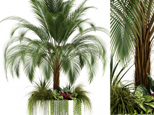 plants collection 104 3D Model