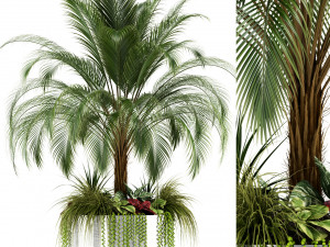 plants collection 104 3D Модель