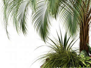 plants collection 104 3D Model