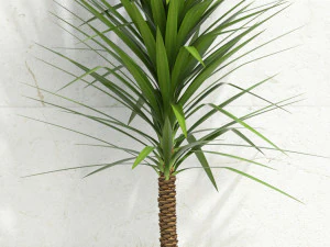 plants collection 105 3D Model