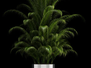 plants collection 106 3D Model