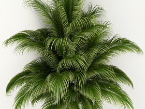 plants collection 107 Model 3D