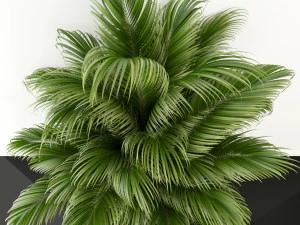 plants collection 107 3D Model
