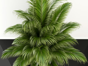plants collection 107 Model 3D