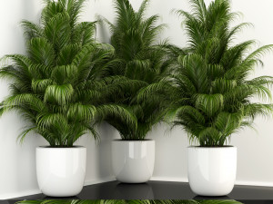 plants collection 107 Model 3D