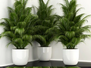plants collection 107 3D Model