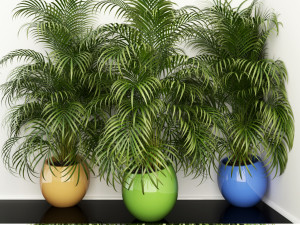 plants collection 108 3D Model