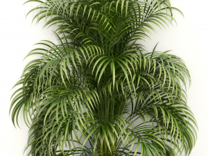 plants collection 108 3D 모델