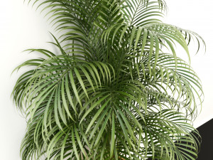 plants collection 108 3D 모델