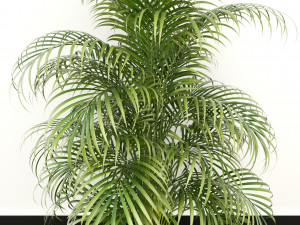 plants collection 108 3D 모델