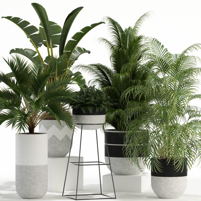 Plants collection 110 3D Модель .c4d .max .obj .3ds .fbx .stl .blend 
