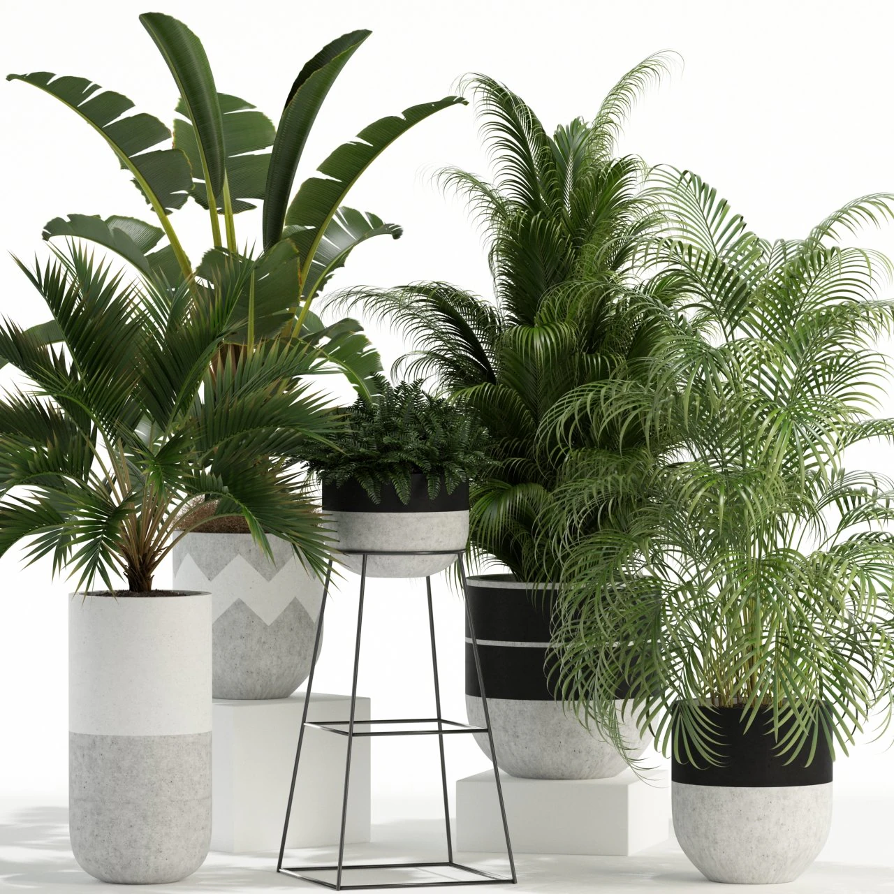 Plants collection 110 3D Model .c4d .max .obj .3ds .fbx .stl .blend