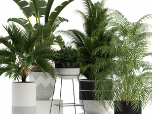 Plants collection 110 3D Модель