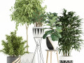 Plants collection 112 3D Models