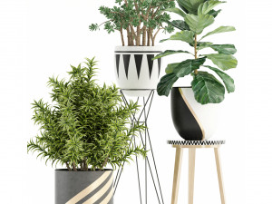 Plants collection 112 3D Model