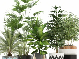 Collezione piante 113 Modello 3D