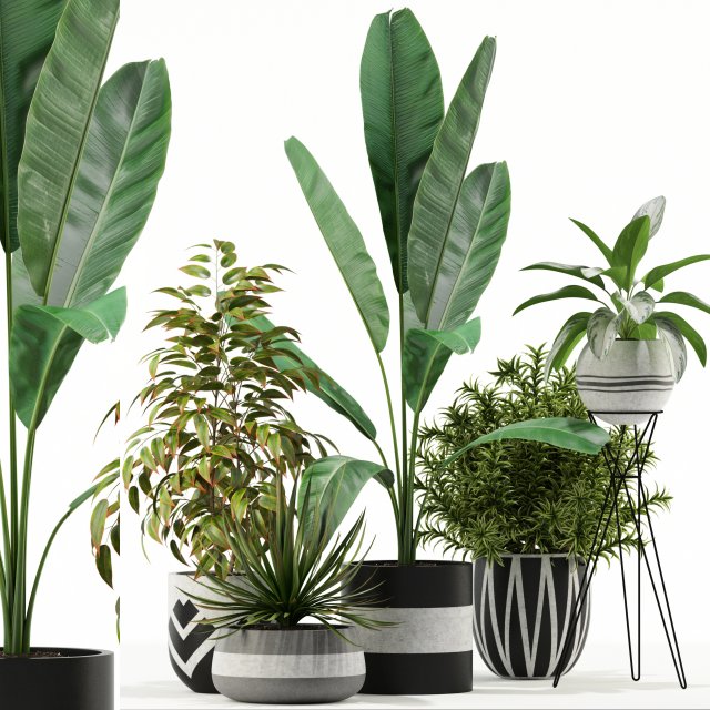Plants collection 114 3D Model .c4d .max .obj .3ds .fbx .stl .blend 