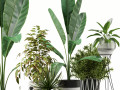 Plants collection 114 3D Models