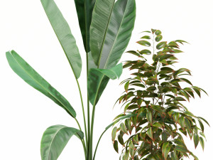 Plants collection 114 3D Model