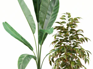 Plants collection 114 3D Model