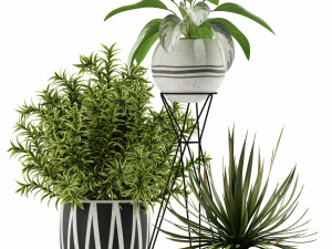 Plants collection 114 3D Model