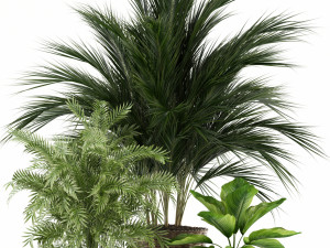 Plants collection 115 3D 模型