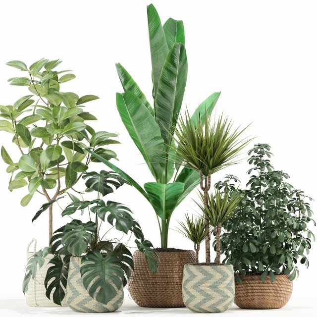 Plants collection 116 3D Model .c4d .max .obj .3ds .fbx .stl .blend 