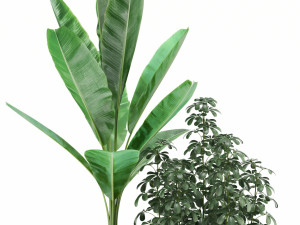 Plants collection 116 3D Model