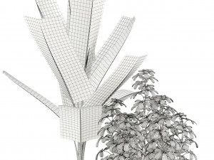 Plants collection 116 3D Model