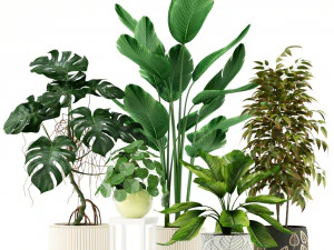 Коллекция растений 117 3D Модель