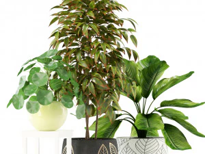 Plants collection 117 3D Model