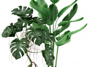 Plants collection 117 3D Model