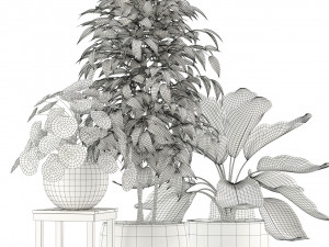 Plants collection 117 3D 模型
