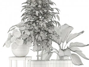 Plants collection 117 3D Model