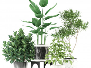 Plants collection 118 3Dモデル