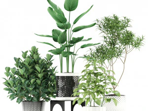 Коллекция растений 118 3D Модель