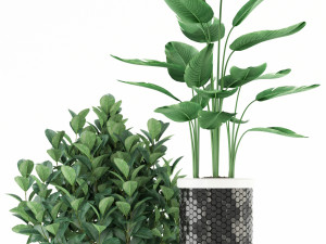 Plants collection 118 3D Модель