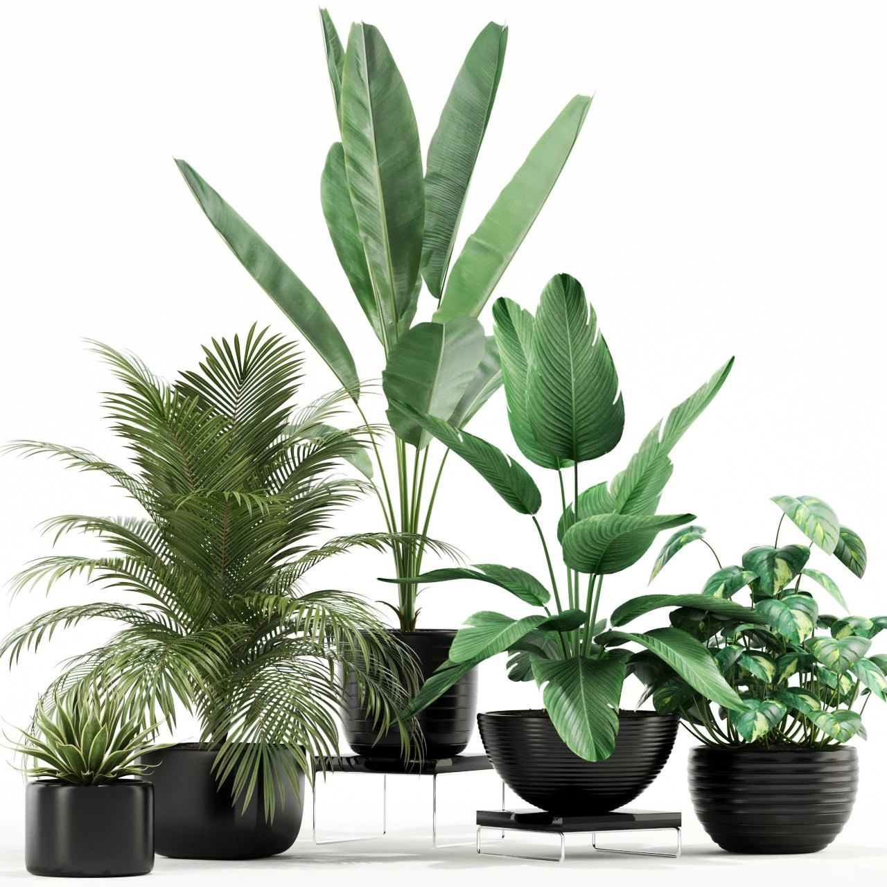 Plants collection 119 3D Model .c4d .max .obj .3ds .fbx .stl .blend 
