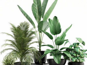 Plants collection 119 3D Model
