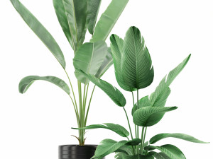 Plants collection 119 Modelo 3D