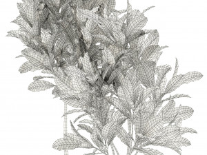 Plants collection 120 3Dモデル
