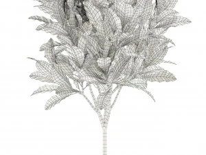 Plants collection 120 3D Model