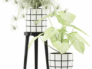 Plants collection 121 3D Model