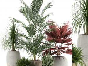 Plants collection 122 Model 3D