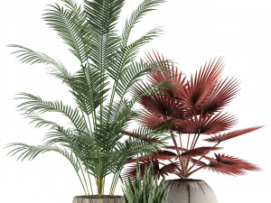 Plants collection 122 Model 3D