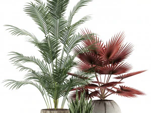 Plants collection 122 3D Model