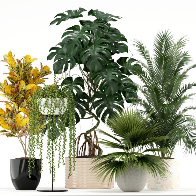Plants collection 124 3D Model .c4d .max .obj .3ds .fbx .stl .blend 